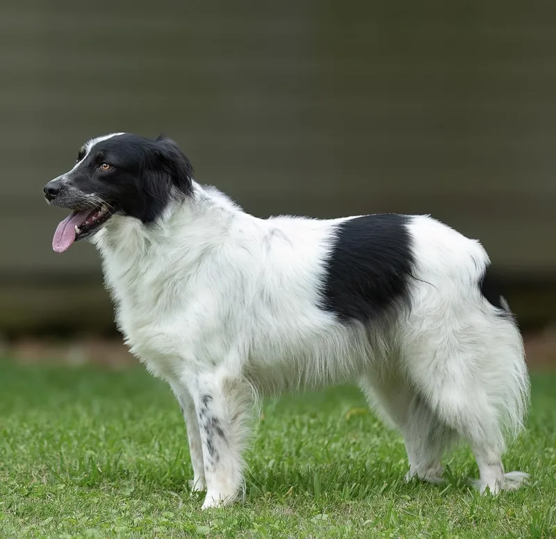 An adult medium-sized female Border Collie dog named Freckles for adoption in Tomball, TX