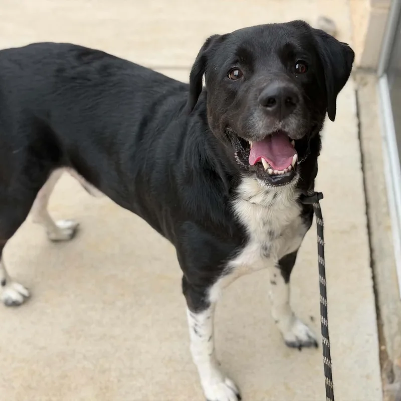 An adult large-sized male Labrador Retriever dog named 26-01604 for adoption in Fredericksburg, VA