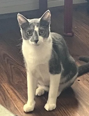 A baby small-sized female Domestic Short Hair cat named Primrose for adoption in Magnolia, TX