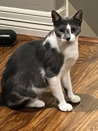 Primrose thumbnail 2