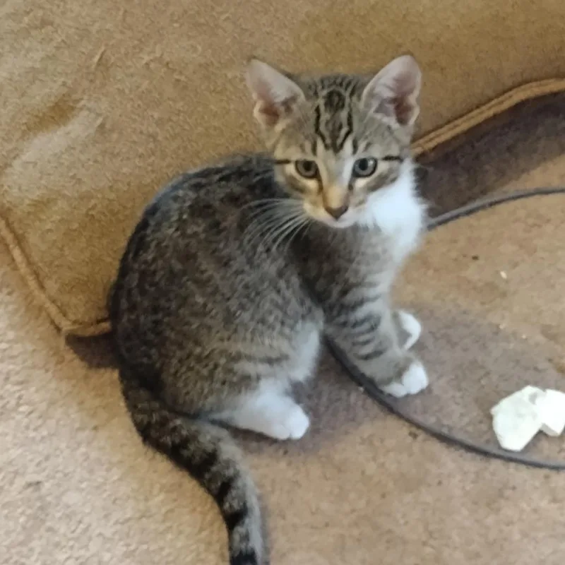 Empanadac thumbnail 2