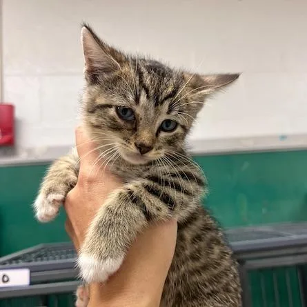 Empanadac thumbnail 3