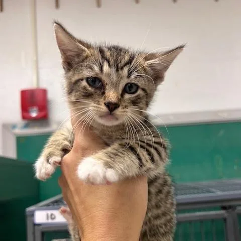 Empanadac thumbnail 4