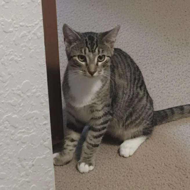 Empanadac thumbnail 5