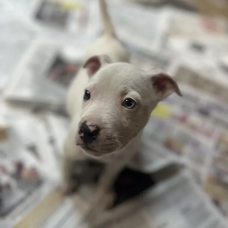 A baby small-sized female White / Cream Mixed Breed dog named Alaska for adoption in Gadsden, AL