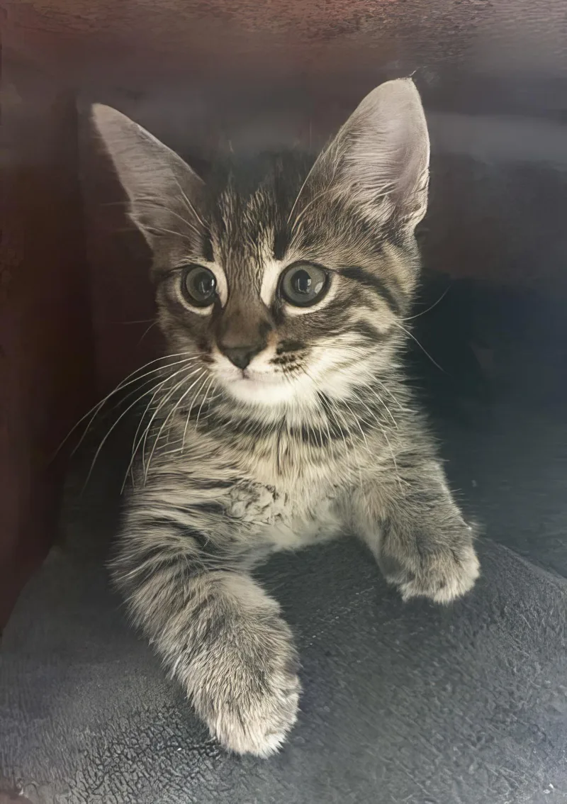 Louie