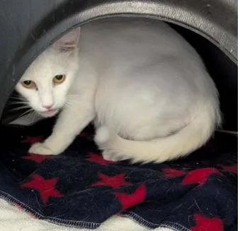 A young small-sized female Domestic Short Hair cat named Snow for adoption in Brunswick, GA