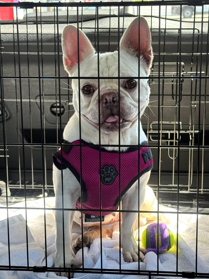 A young small-sized female White / Cream French Bulldog dog named Mochi for adoption in CLAREMONT, CA
