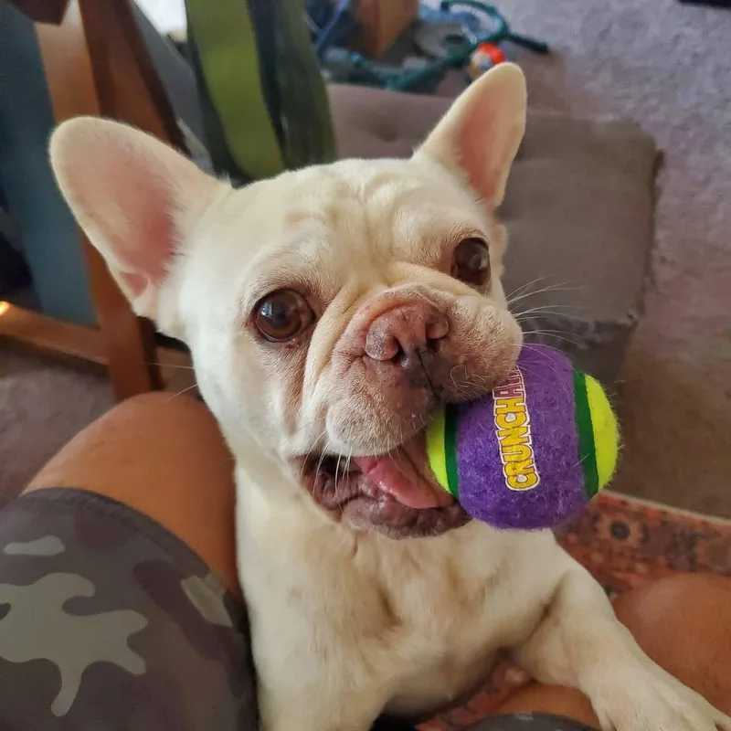 Mochi thumbnail 2