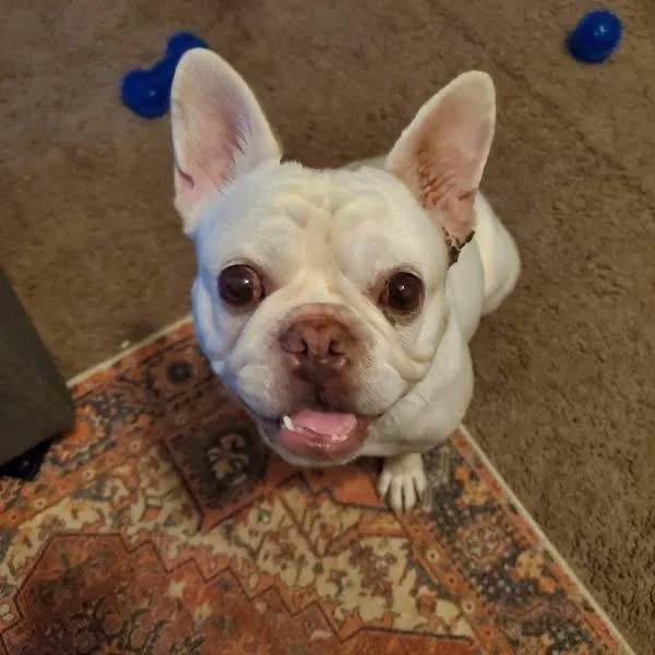 Mochi thumbnail 3
