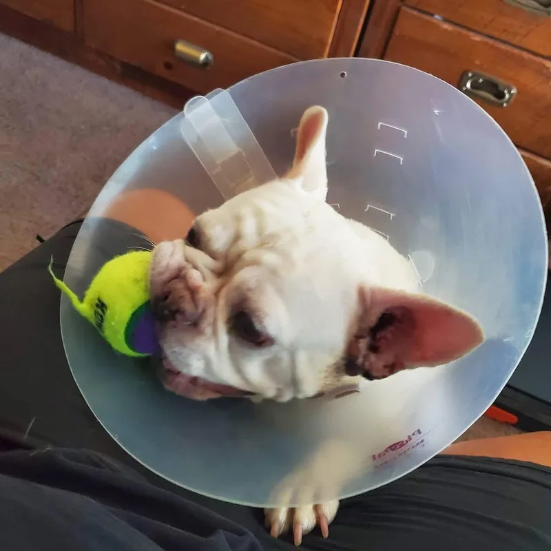 Mochi thumbnail 4