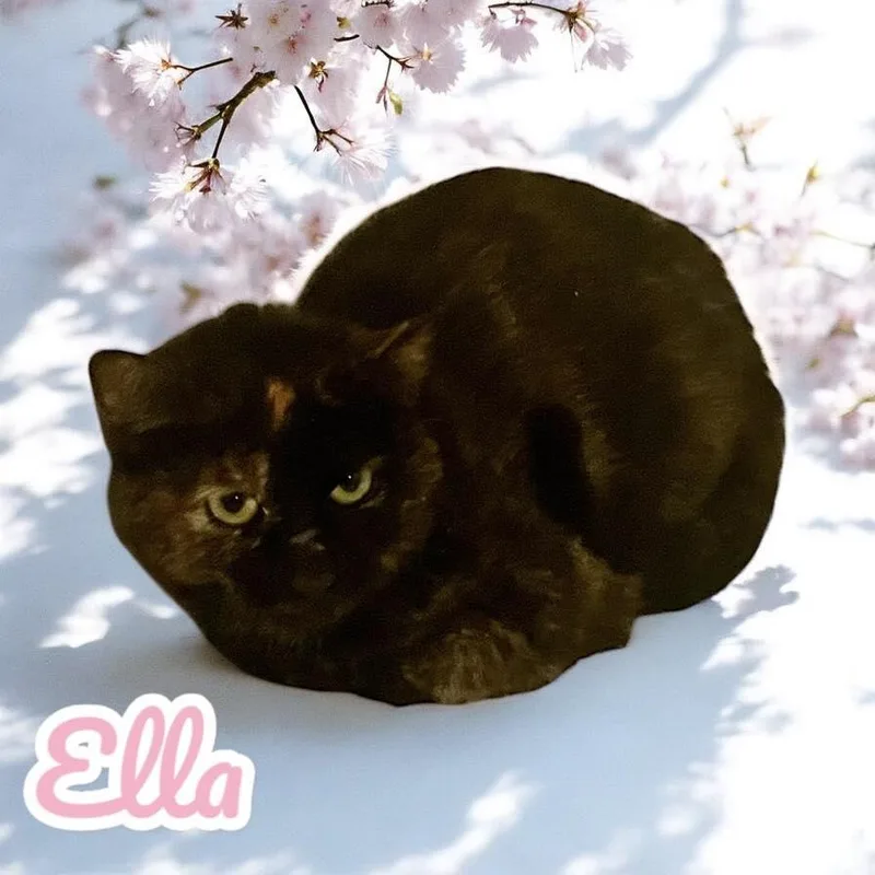 A young medium-sized female Tortoiseshell Domestic Short Hair cat named Ella for adoption in Chuckey, TN