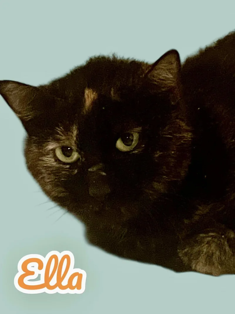 Ella thumbnail 2