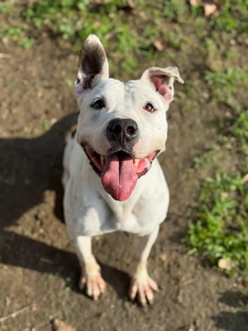 An adult medium-sized female White / Cream Staffordshire Bull Terrier dog named Tinkerbell for adoption in Torrance, CA