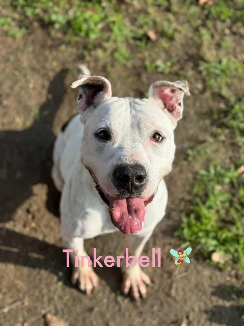 Tinkerbell thumbnail 3