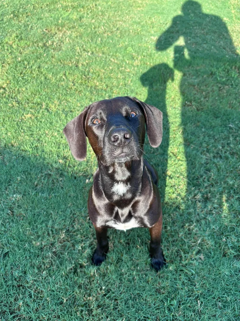 A young medium-sized male Terrier dog named Nero for adoption in Greenville, SC