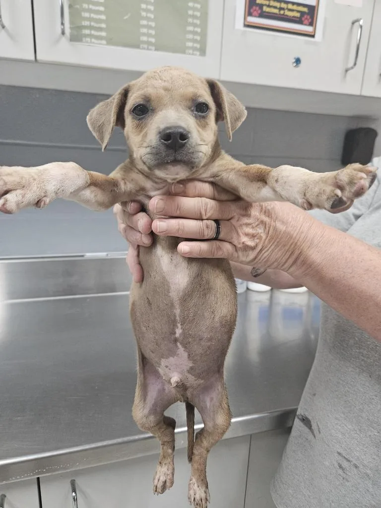 A baby small-sized male Pit Bull Terrier dog named Loco for adoption in Livingston, LA
