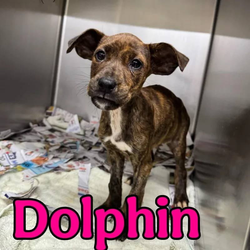 A baby small-sized female Brindle Mixed Breed dog named Dolphin for adoption in Franklin, NC