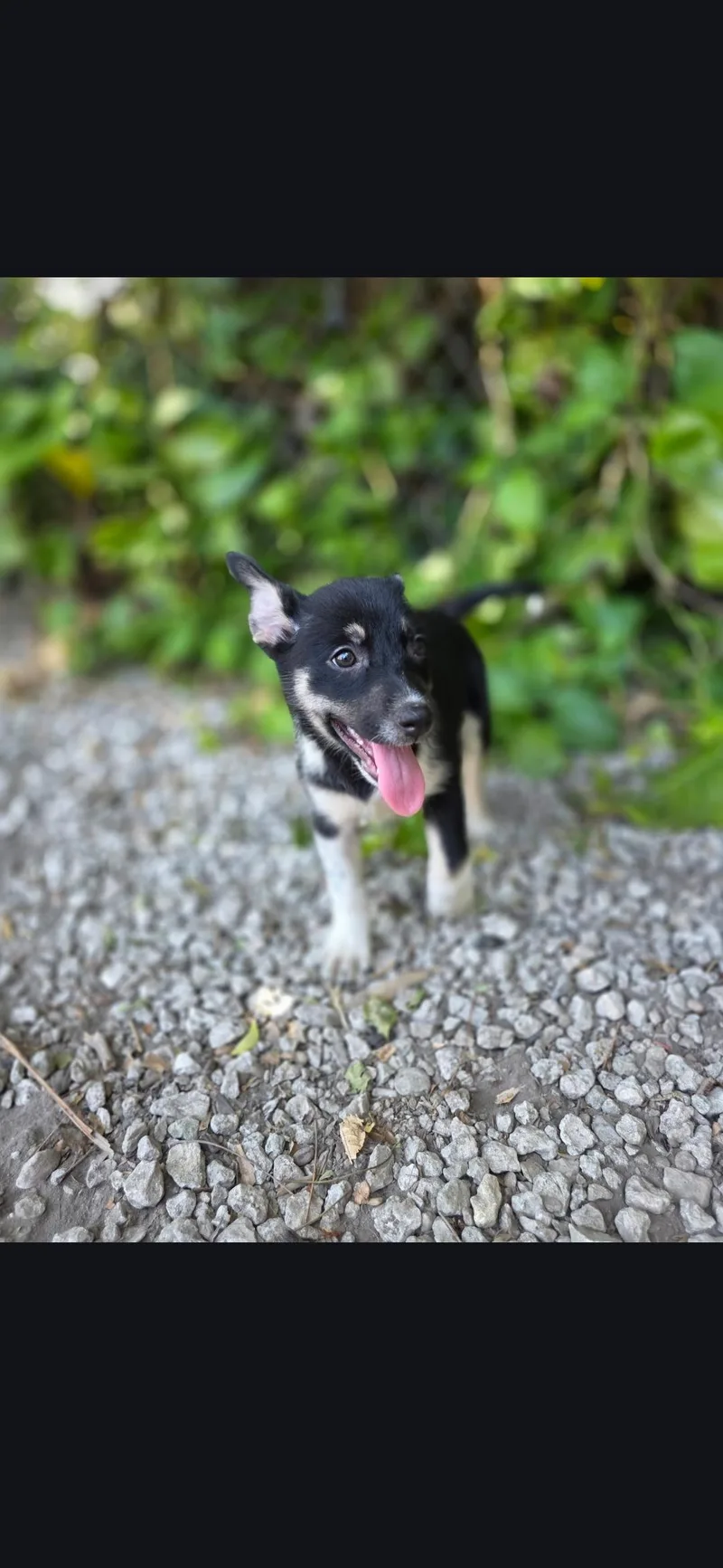 A baby medium-sized female Cattle Dog dog named Dakota for adoption in Miami, FL