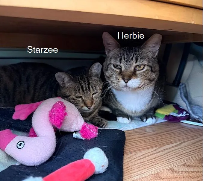 Herbie thumbnail 2