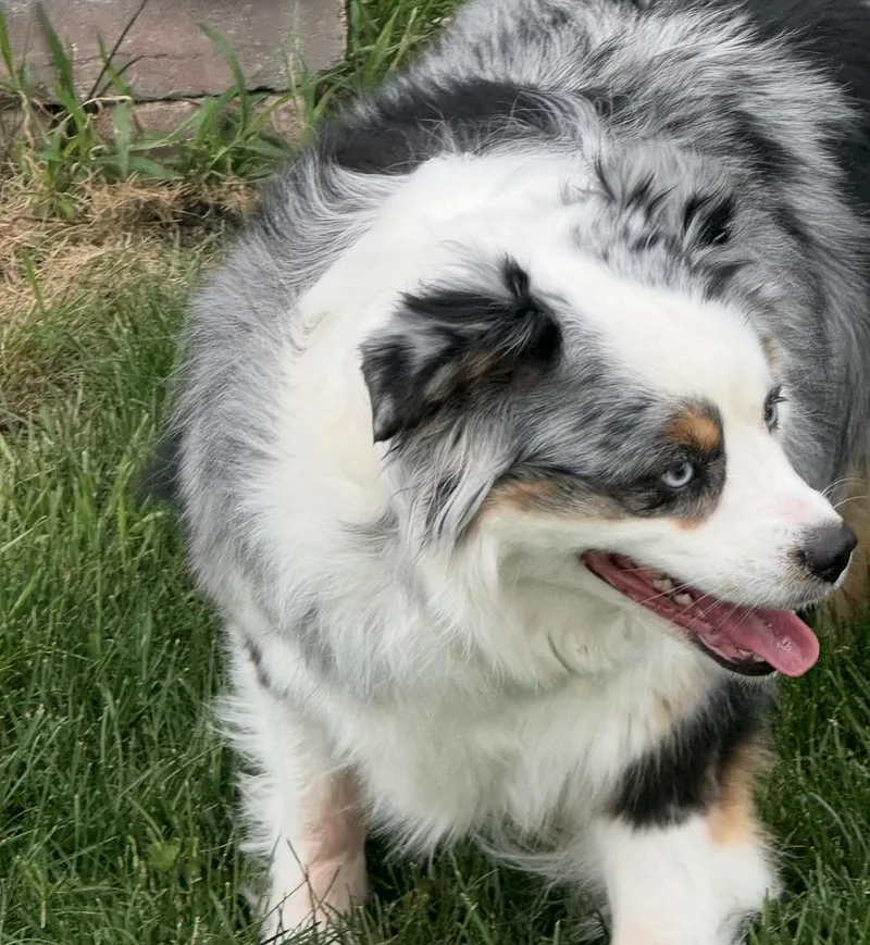 Aspen thumbnail 2