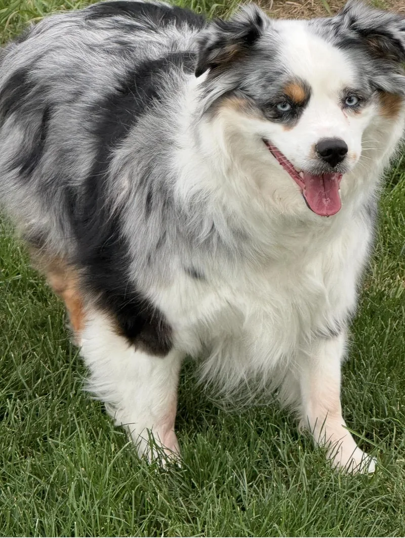 Aspen thumbnail 4