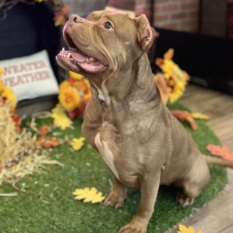 Nala Needs A Forever thumbnail 3