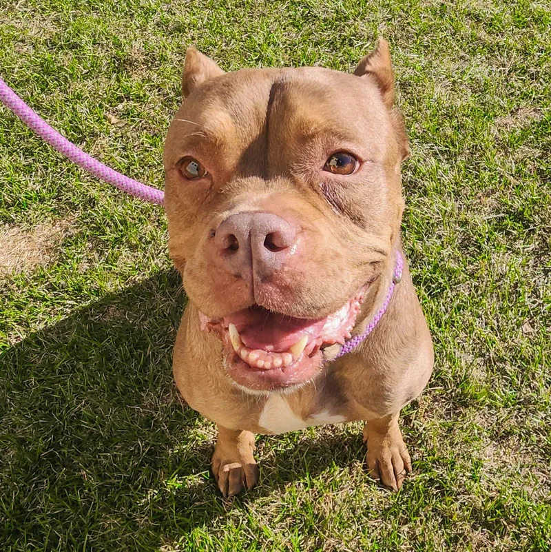 Nala Needs A Forever thumbnail 4