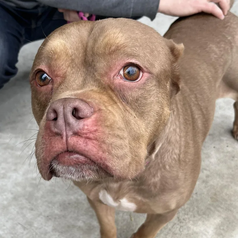 Nala Needs A Forever