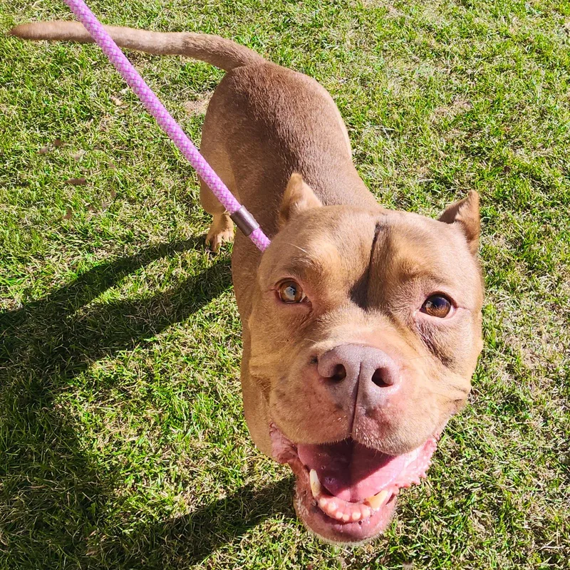 Nala Needs A Forever thumbnail 5