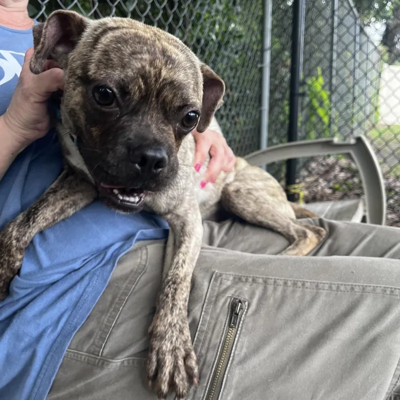 A young small-sized male Brindle Pug dog named Road Runner for adoption in Lakeland, FL
