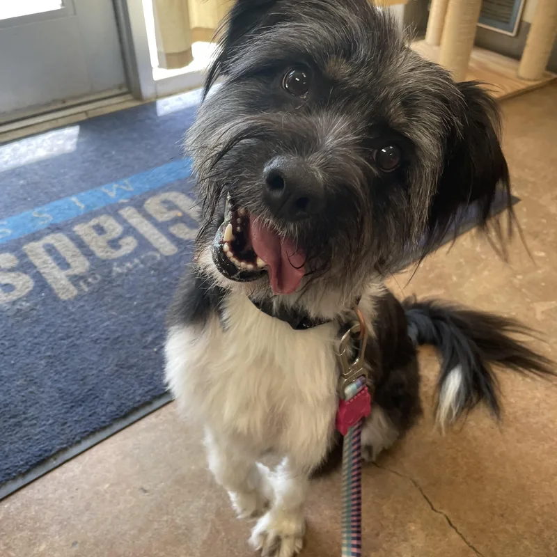 An adult medium-sized female Schnoodle dog named Paisley for adoption in Gladstone, MO
