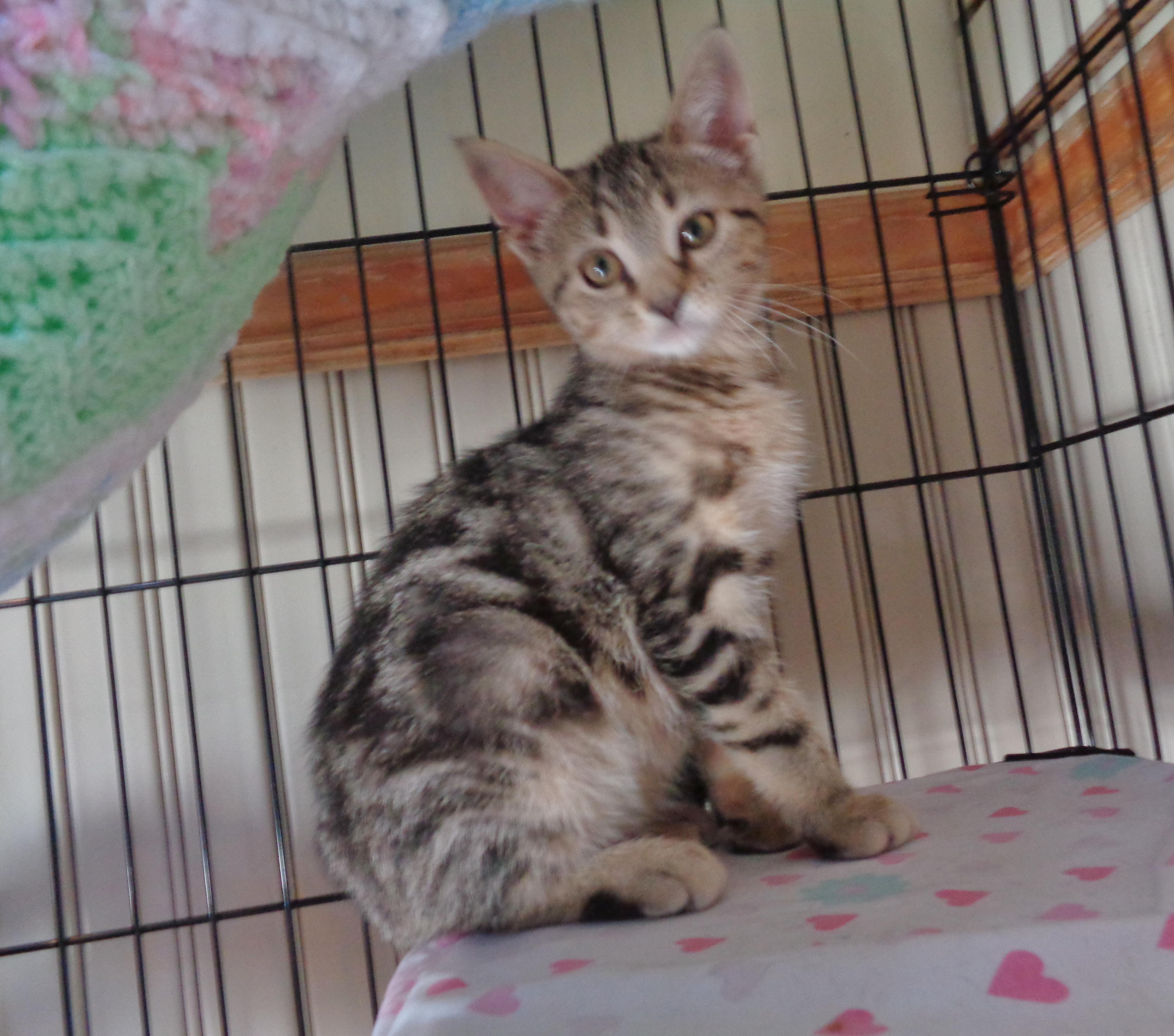 Denali & Glacier thumbnail 3