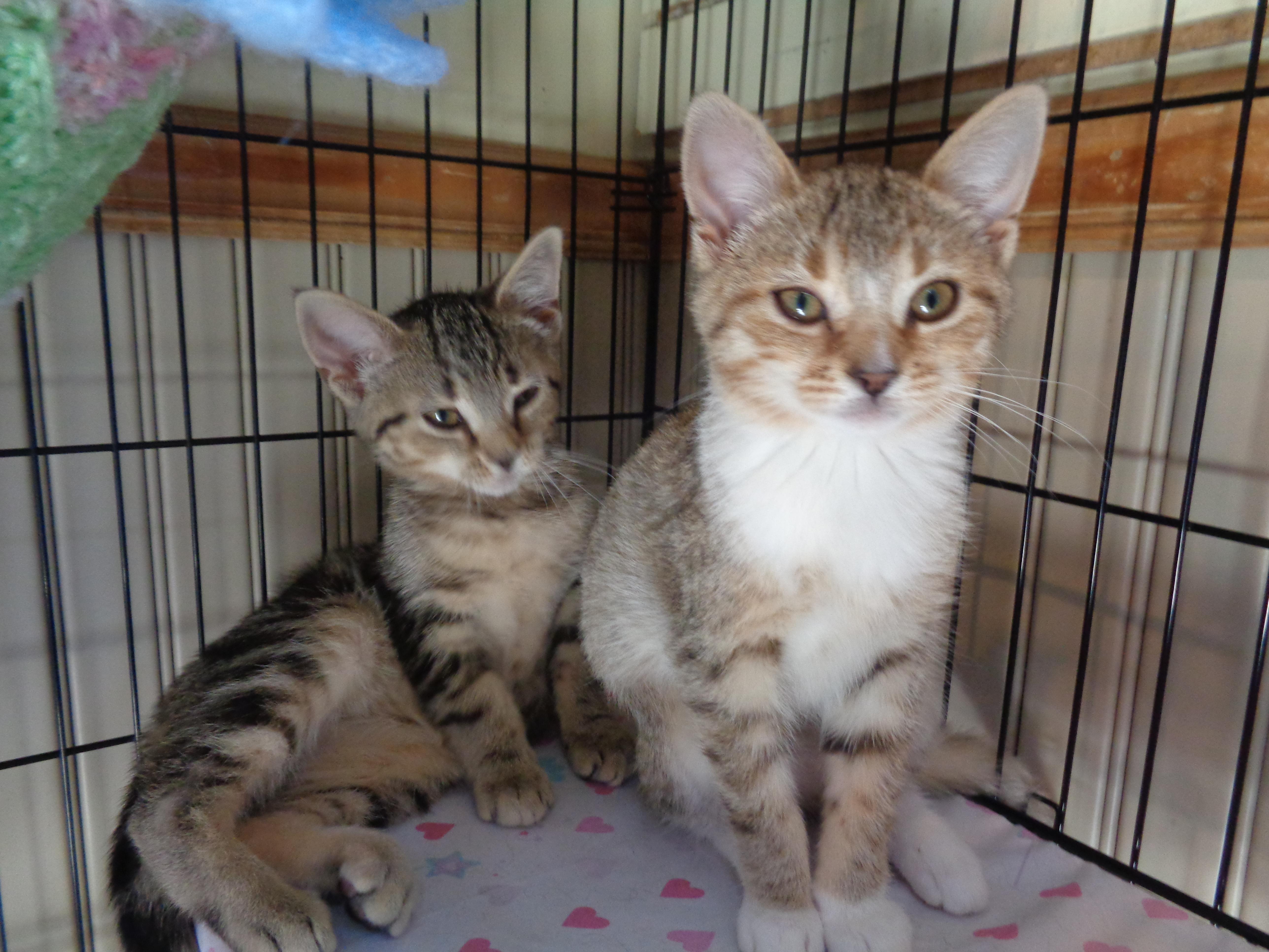 Denali & Glacier thumbnail 4