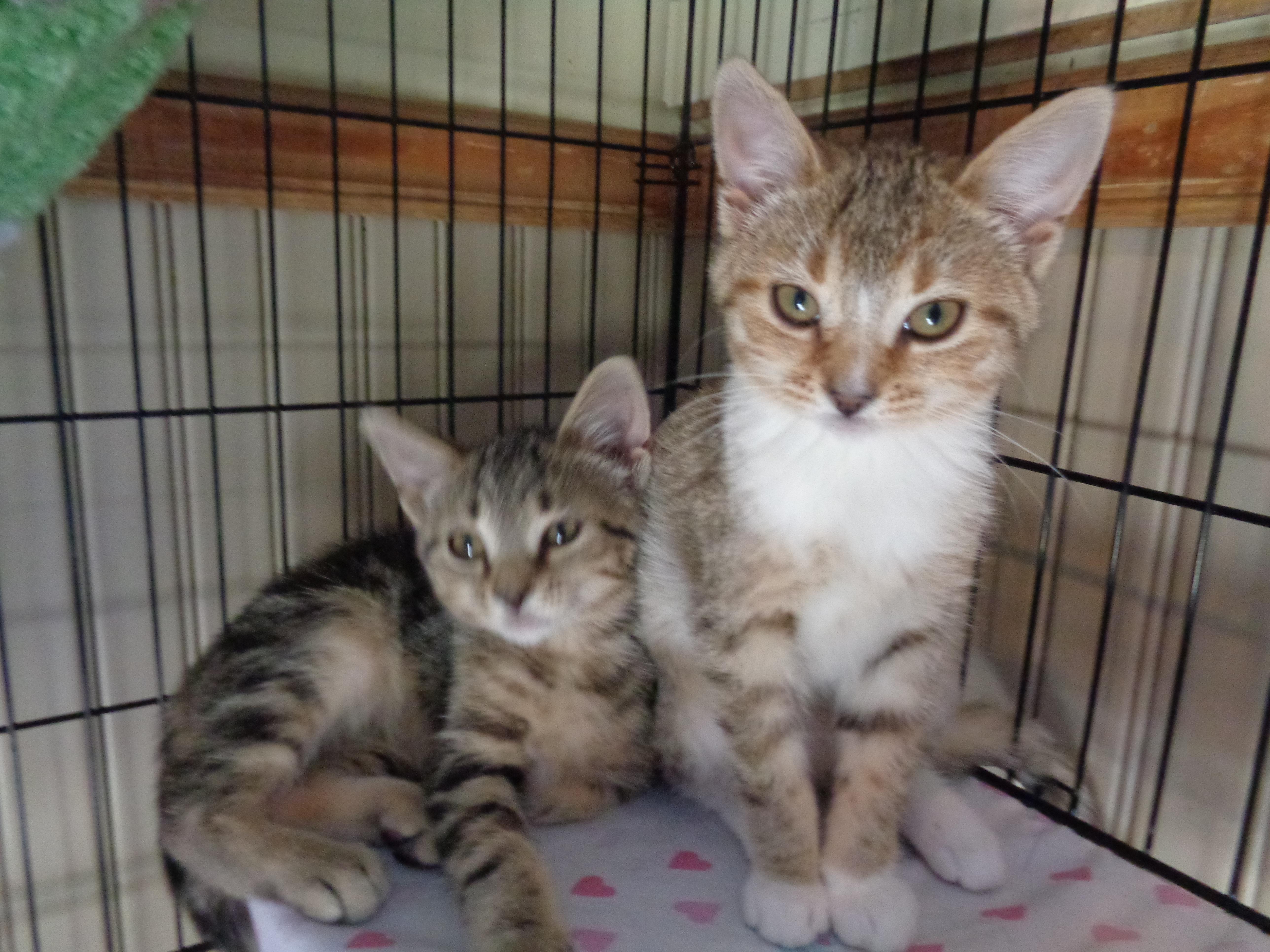 Denali & Glacier thumbnail 6