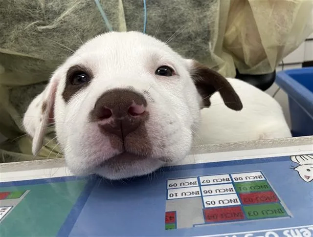 A baby large-sized female Mixed Breed dog named Fudge for adoption in Dallas, TX
