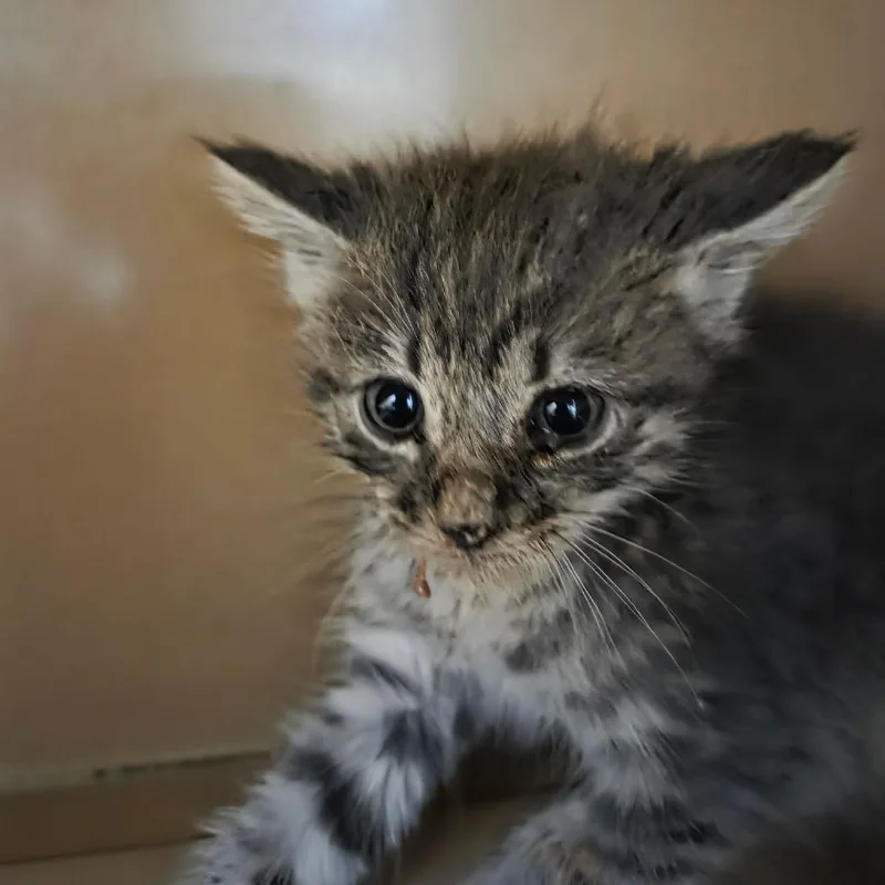 A baby small-sized male Gray / Blue / Silver Domestic Short Hair cat named Rain for adoption in Madisonville, KY