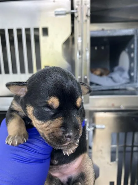 A baby medium-sized male Mixed Breed dog named Jeff for adoption in Dallas, TX