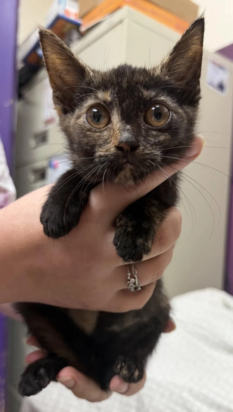 A young medium-sized female Domestic Short Hair cat named Mavis the Raisin for adoption in Elkins, WV
