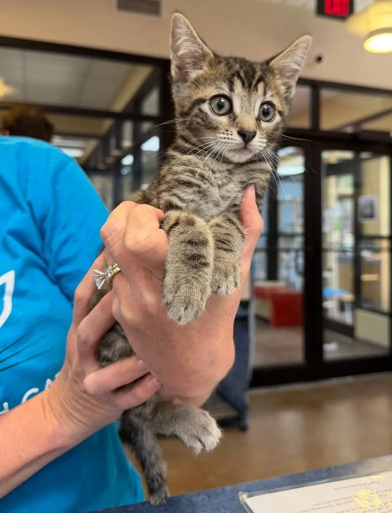 A baby medium-sized female Domestic Short Hair cat named Miss Swiss for adoption in Cincinnati, OH