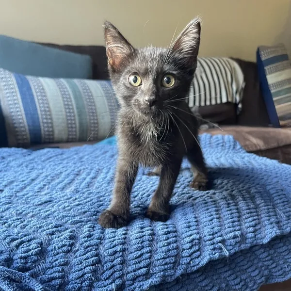 A young medium-sized male Domestic Short Hair cat named Fiyero for adoption in Bonsall, CA