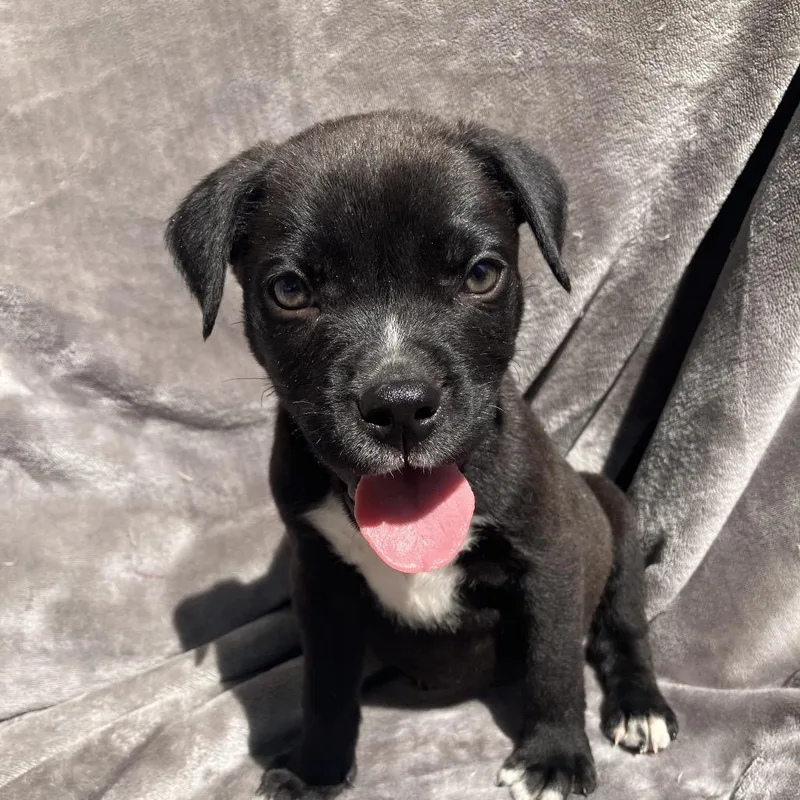 A baby small-sized male Black Mixed Breed dog named Clyde for adoption in Pulaski, TN