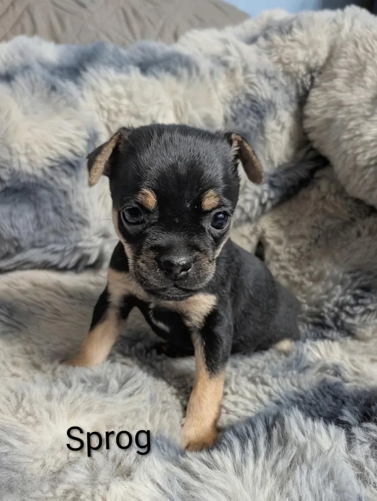 Sprog