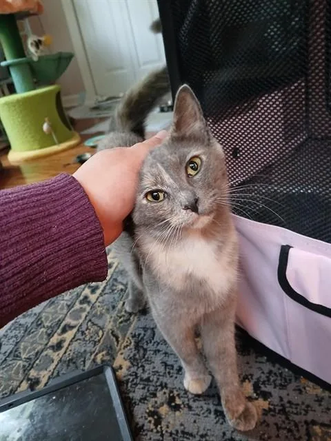 A young medium-sized female Domestic Short Hair cat named Catherine De Meowdici for adoption in Tallahassee, FL