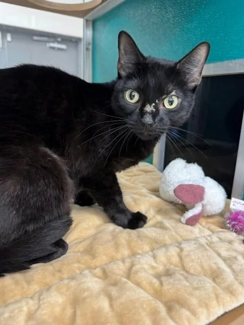 An adult small-sized female Domestic Short Hair cat named Lola for adoption in Naples, FL