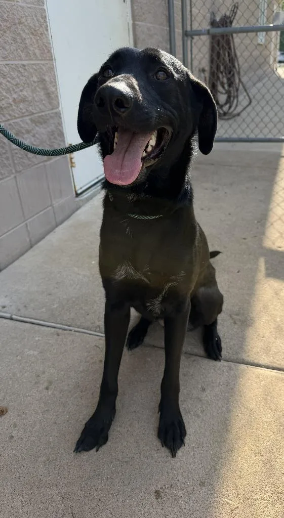 A young large-sized female Labrador Retriever dog named Tillie for adoption in Hastings, MI