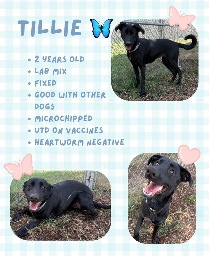 Tillie thumbnail 2