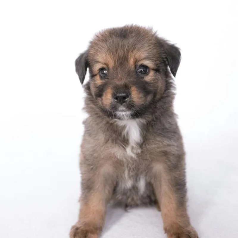 A baby small-sized male Brown / Chocolate Border Collie dog named Finn Arriving D for adoption in Princeton, MN