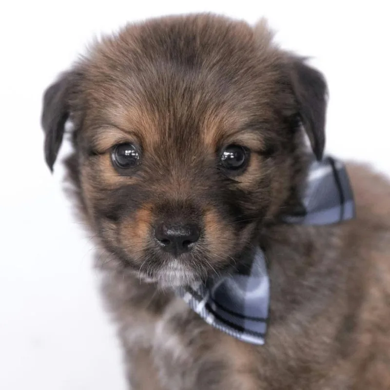 Finn Arriving  D thumbnail 2