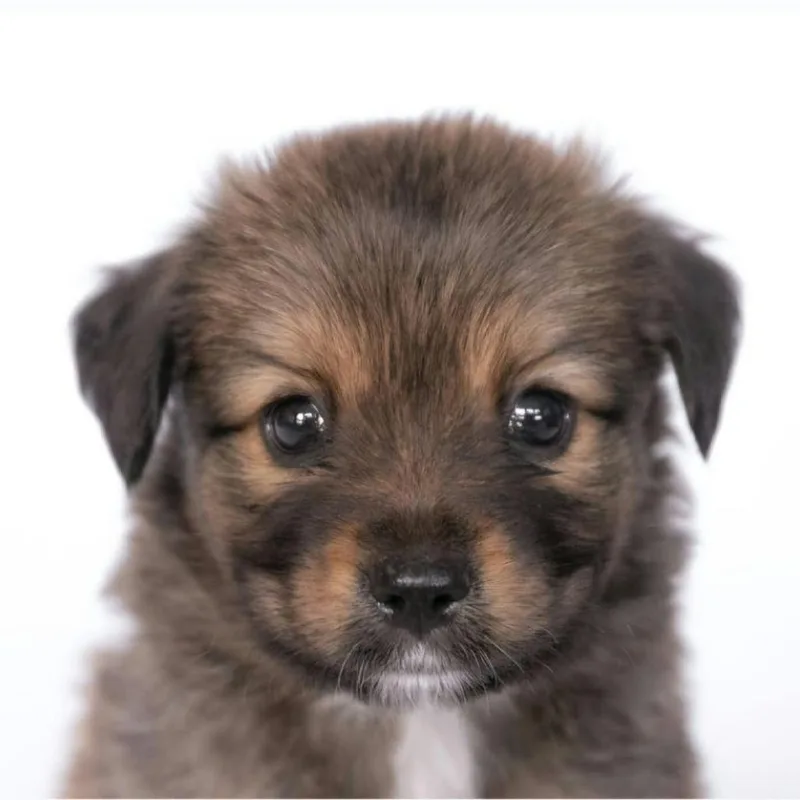 Finn Arriving  D thumbnail 4